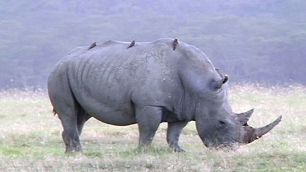 Uno de los animales más buscados de las reservas naturales es el rinoceronte blanco