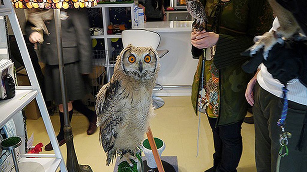Extravagantes cafeterías de búhos y lechuzas, es la nueva tendencia en Tokio