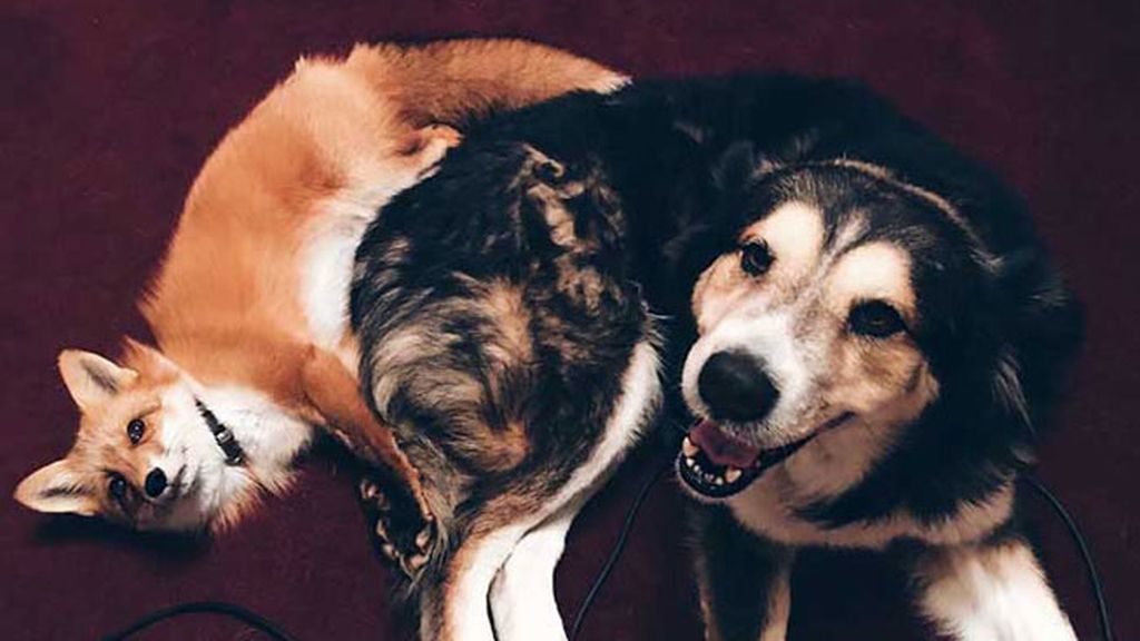Un perro y un zorro, los mejores amigos