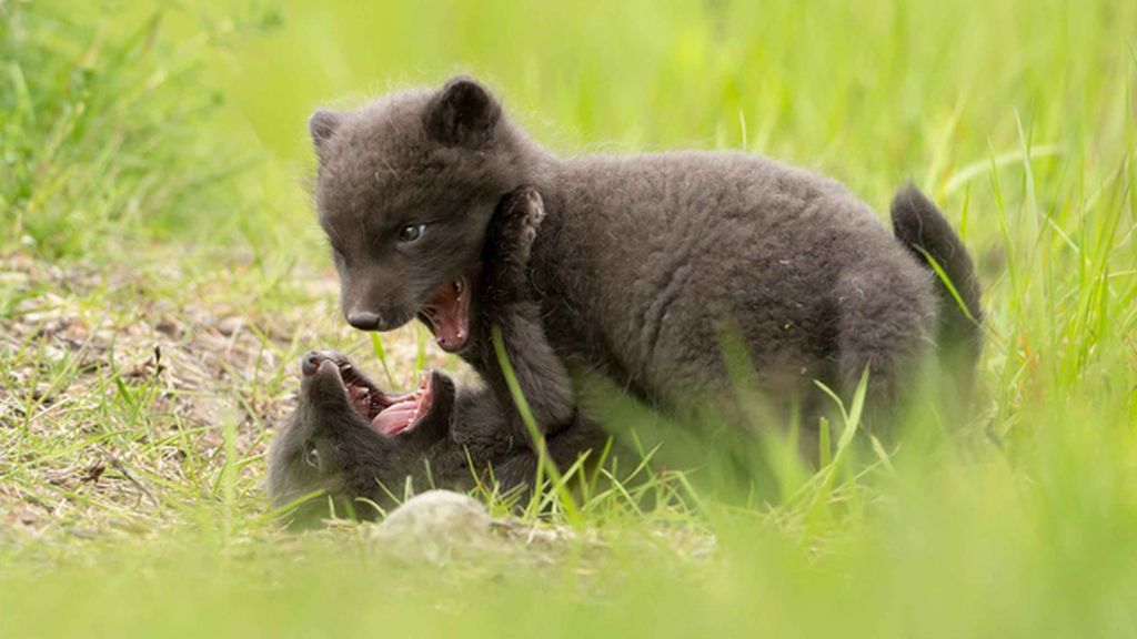 Los pequeños juegan y se divierten en Islandia