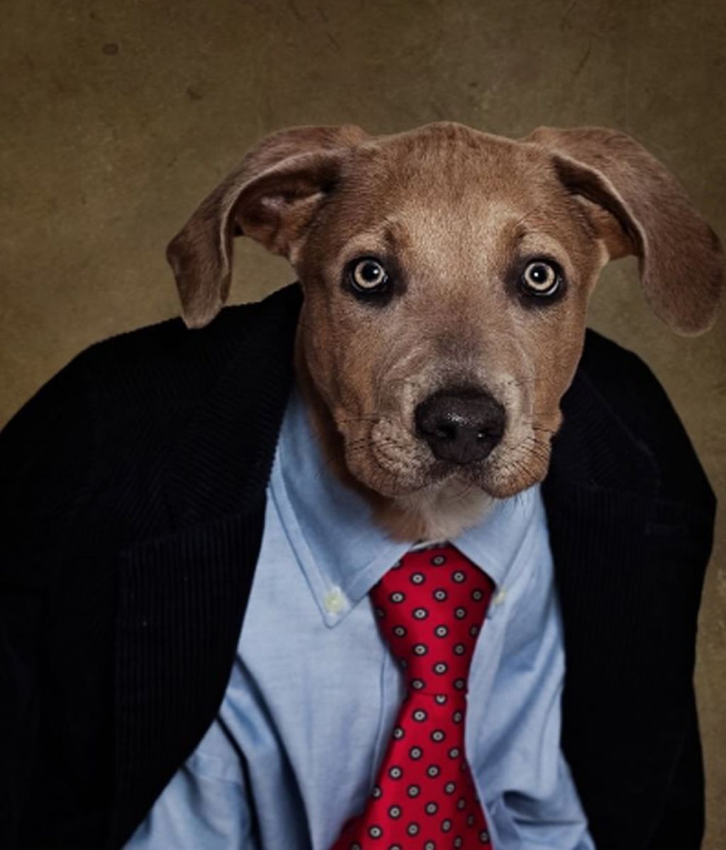 La original ayuda de una fotógrafa para que se adopte perros abandonados