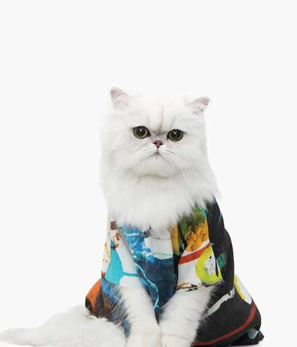 El lado más 'fashion' de los gatos
