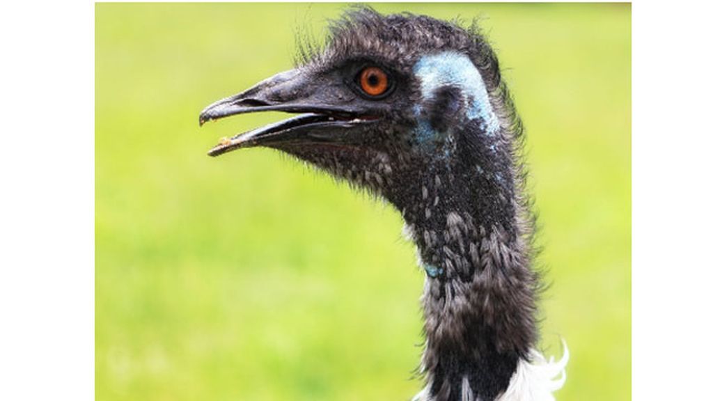 Remedios más o menos repugnantes para no tener arrugas