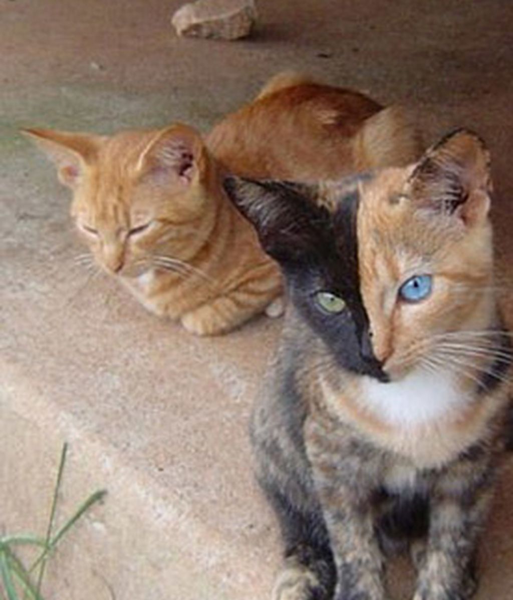 Gatos famosos por su genética