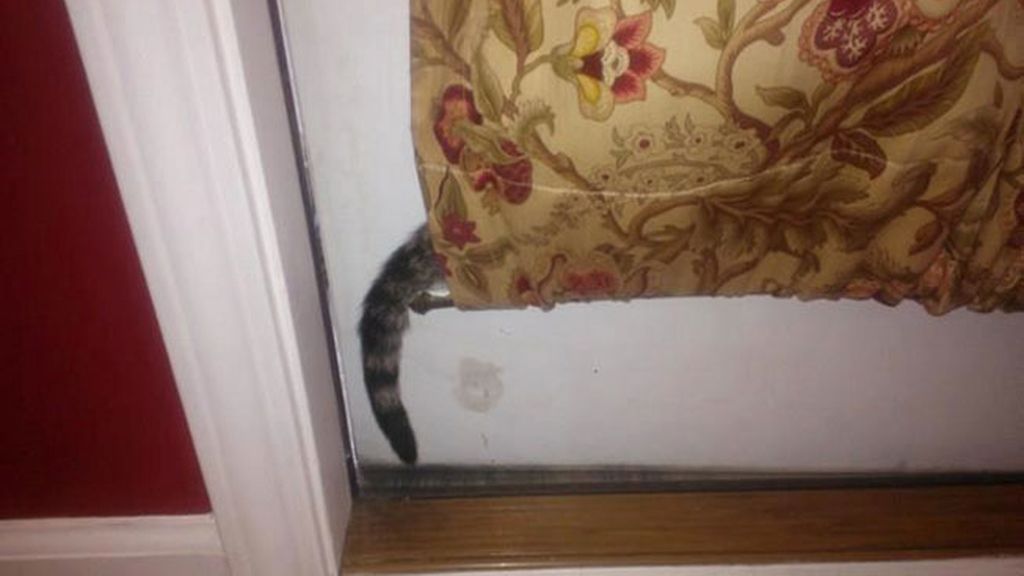'Creo que he visto a un lindo gatito'