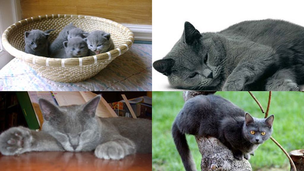 Las razas de gatos más bellas del mundo