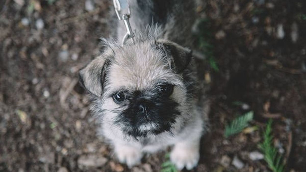 Devuelven un cachorro robado gracias a una campaña en Facebook