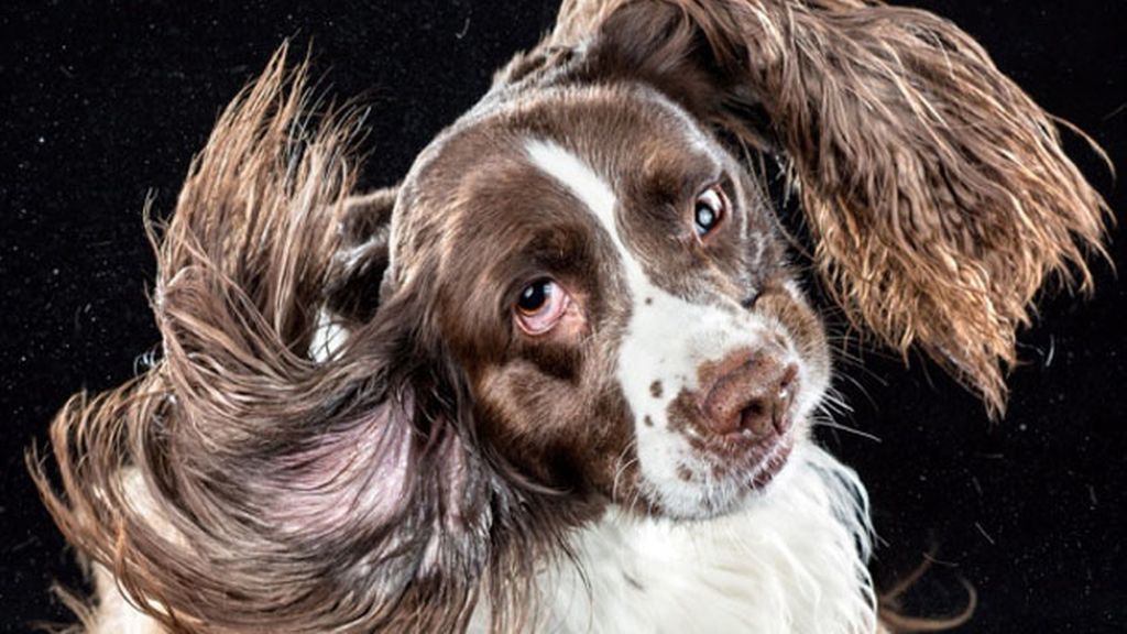 Perros a cámara lenta