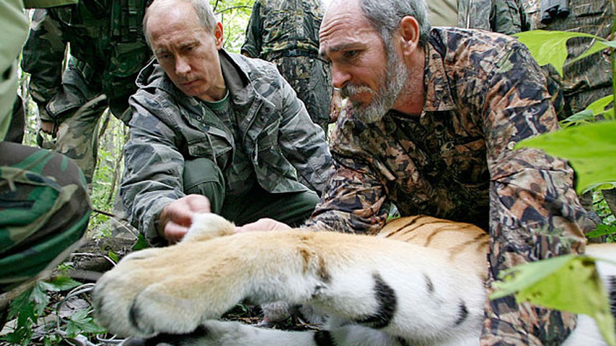 Uno de los tigres siberianos de Putin es sorprendido comiéndose un perro en China