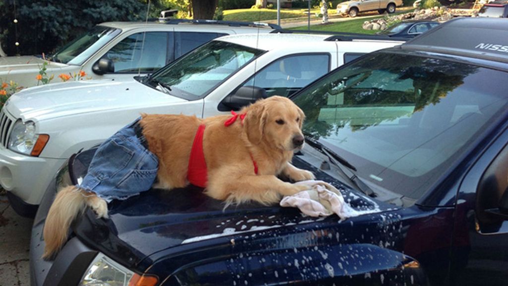Diviértete con los atuendos más humanos de este perro