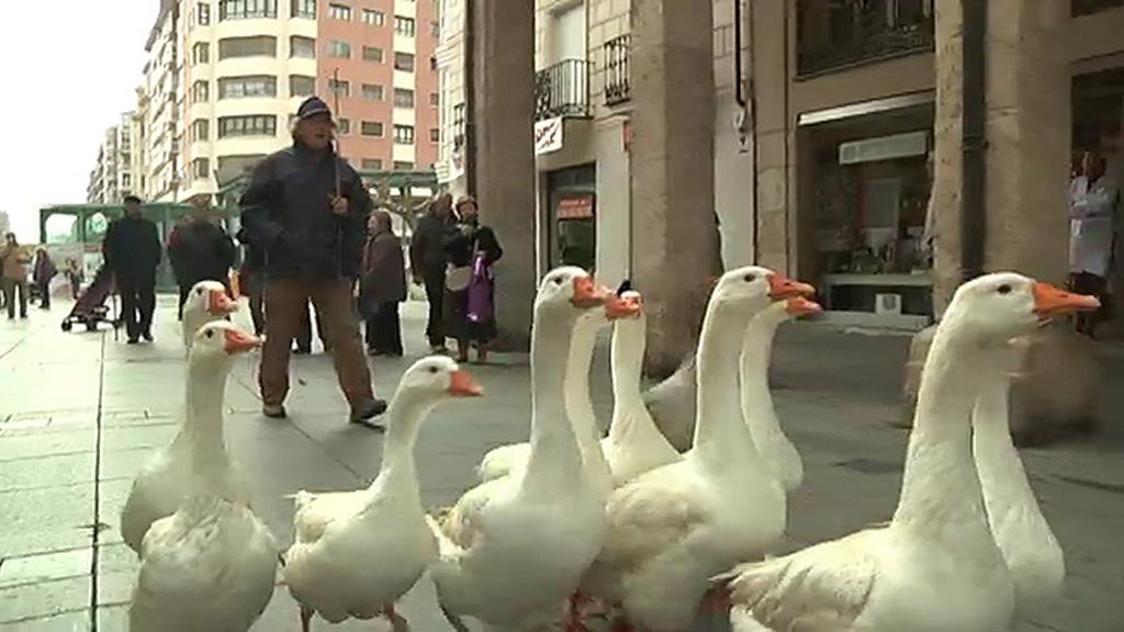 Jabalíes, ciervas, linces, burros, ocas y ponis... unos animales muy domésticos