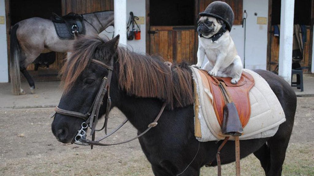Cachorritos de emergencia