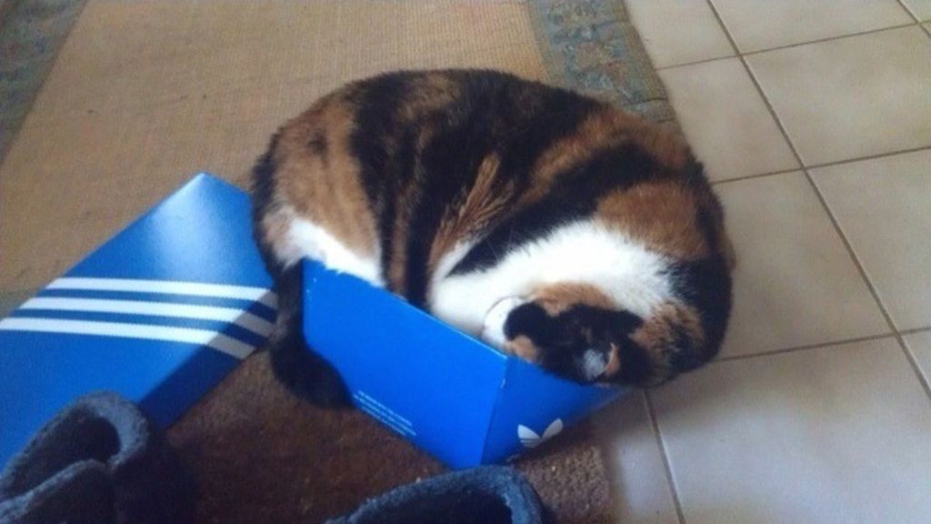 Los gatos se sienten seguros y cómodos cuando se esconden entre cartones