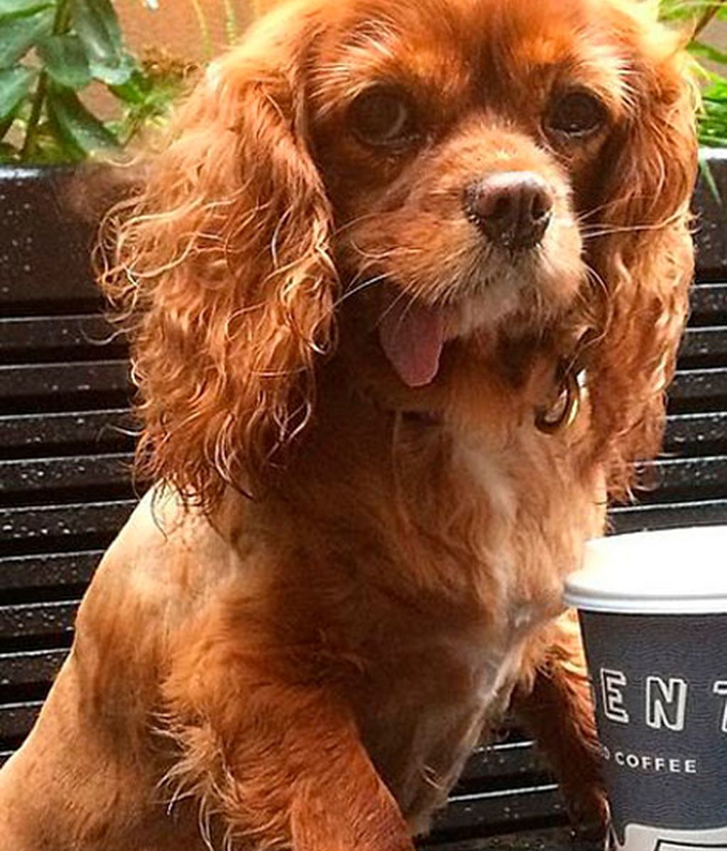 Los mejores momento de Brindis inmortalizados por su dueño