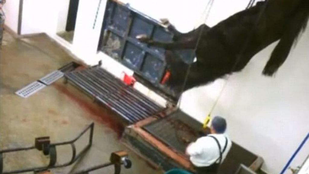 Caballos torturados en Chesire, Londres