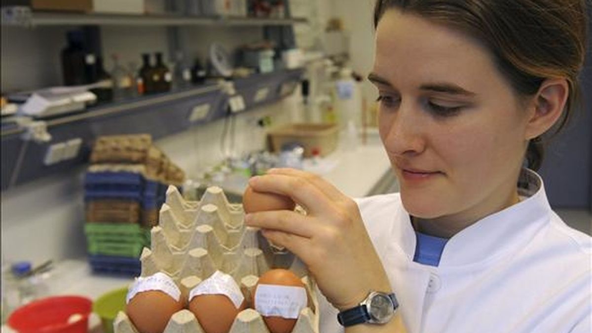 La investigadora Ulrike Behringer comprueba huevos contaminado con dioxina en un labotorio de protección del consumidor, en Oldenburgo (Alemania). EFE