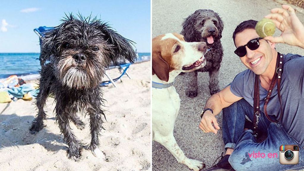 "El verano con mi 'pet': así han disfrutado los vips junto a sus mascotas