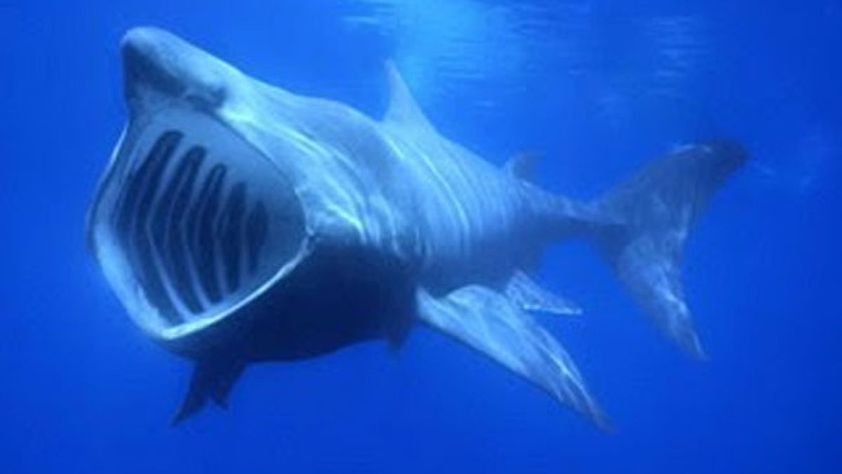 Avistados cuatro tiburones peregrinos en la costa asturiana