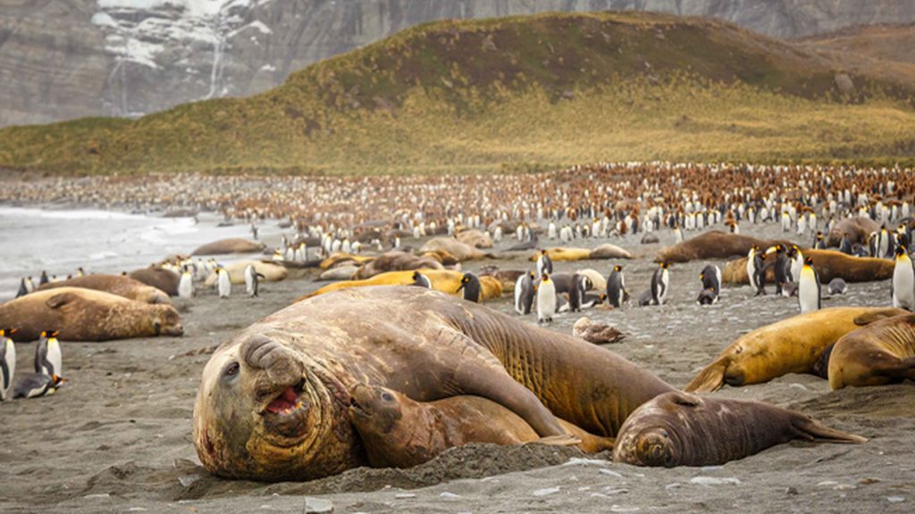 La cópula de un elefante marino