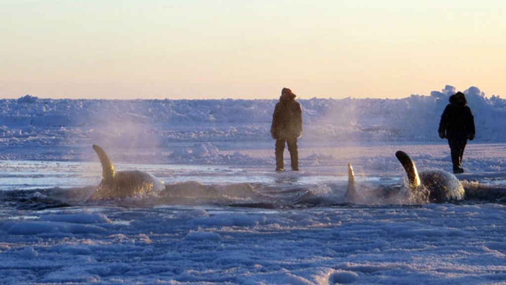 Ballenas atrapadas en el hielo luchan por sobrevivir en Canadá