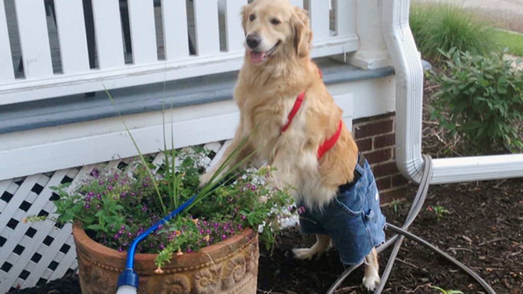 Diviértete con los atuendos más humanos de este perro