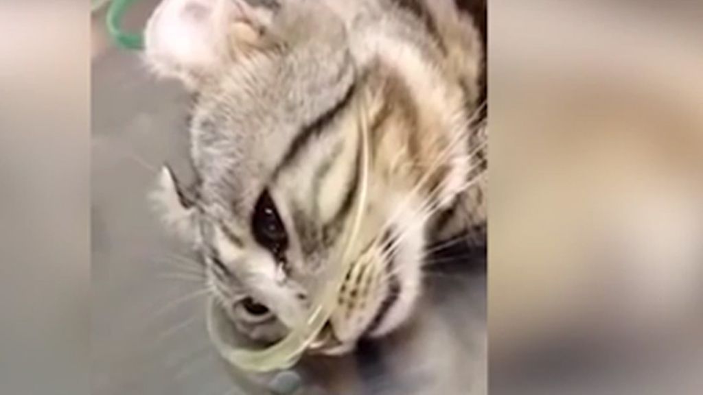 Un gato herido parece llorar lágrimas ante los veterinarios después de ser rescatado