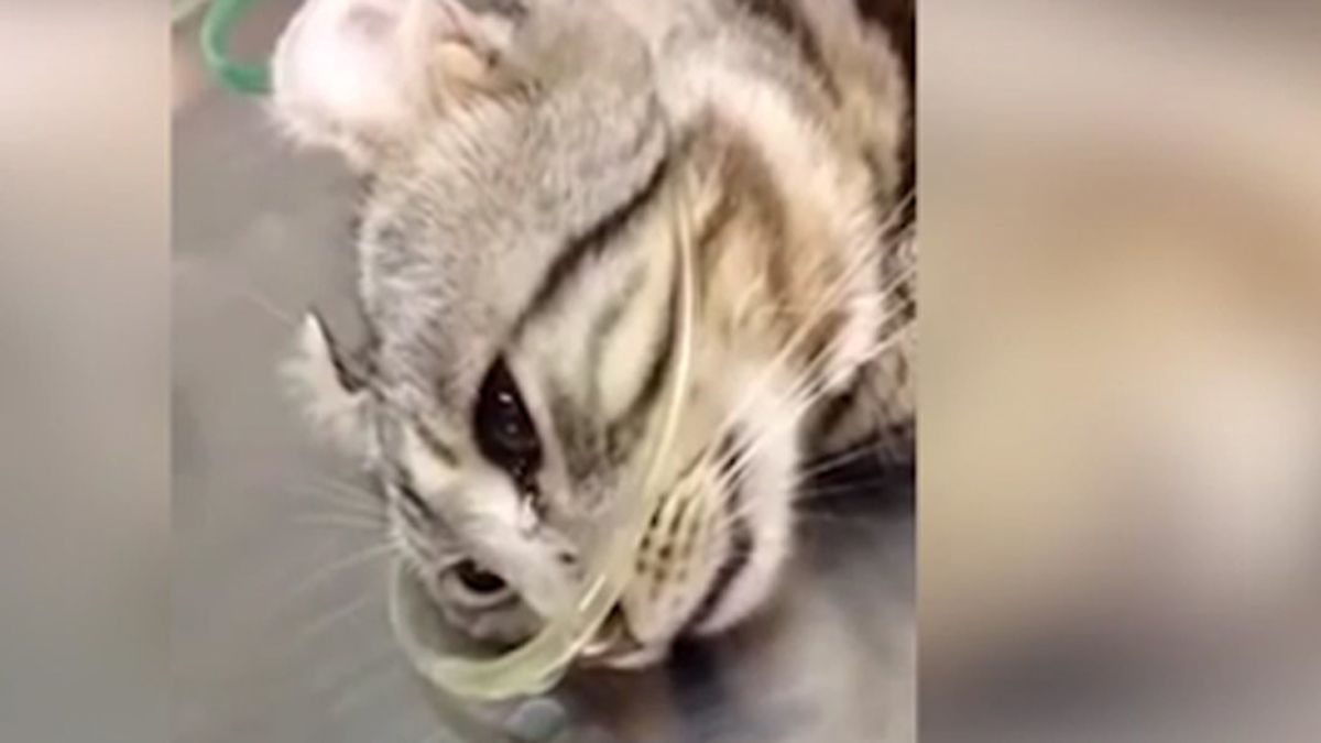 Un gato herido parece llorar lágrimas ante los veterinarios después de ser rescatado