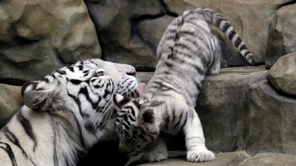 El sorprendente mundo animal