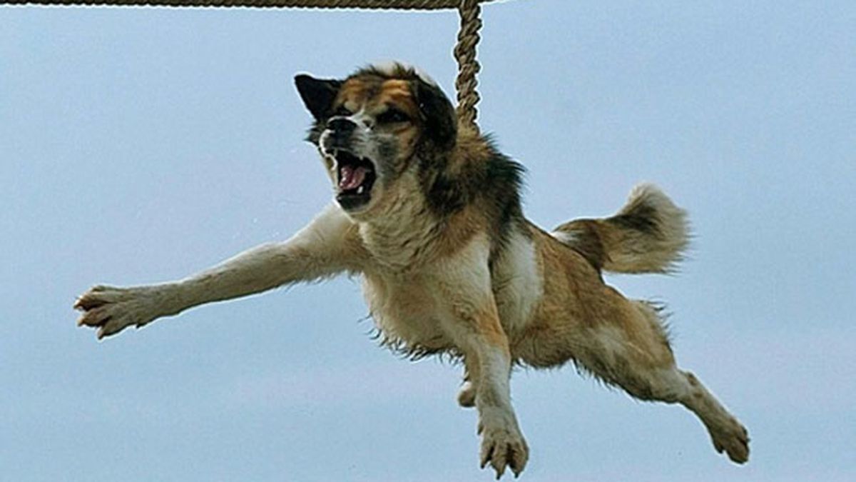 El ritual búlgaro del 'giro del perro' escandaliza al mundo