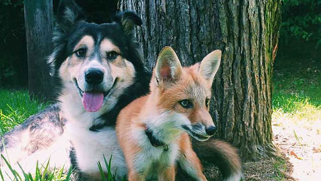 Un perro y un zorro, los mejores amigos