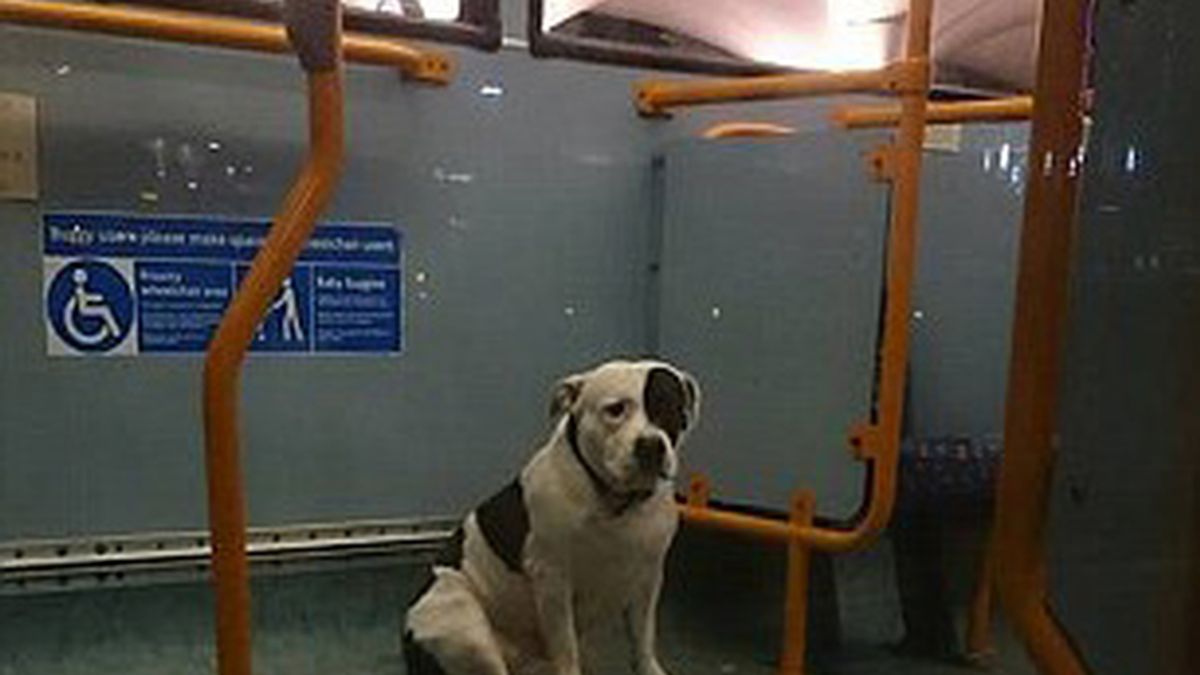 Perro perdido en autobús de Londres