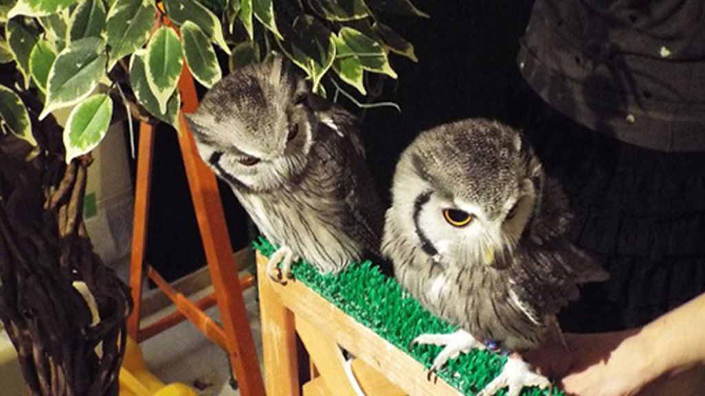 Extravagantes cafeterías de búhos y lechuzas en Japón