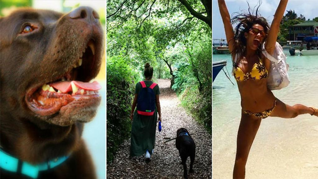 Choco, el divertido labrador de Lara Álvarez