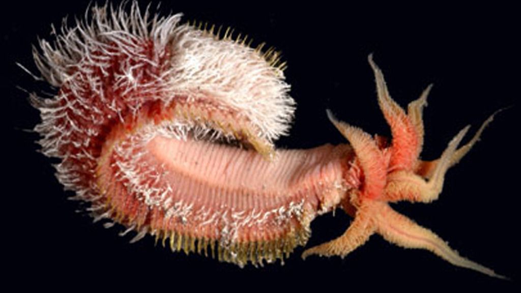 El gusano de Pompeya