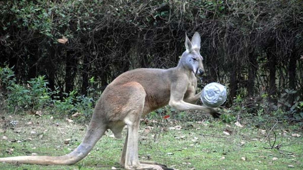 Testaduro, pero muy gracioso