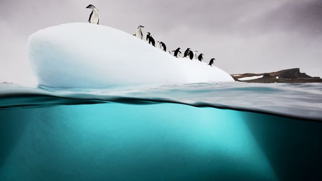 Pingüinos en la isla Danko en la península antártica
