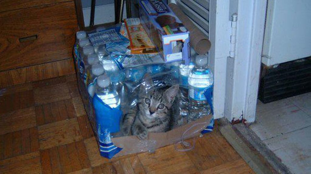 'Creo que he visto un lindo gatito'