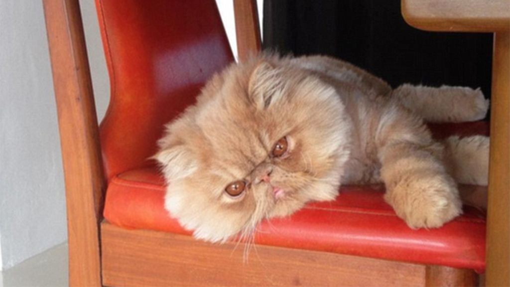 Un gato con una cara muy especial