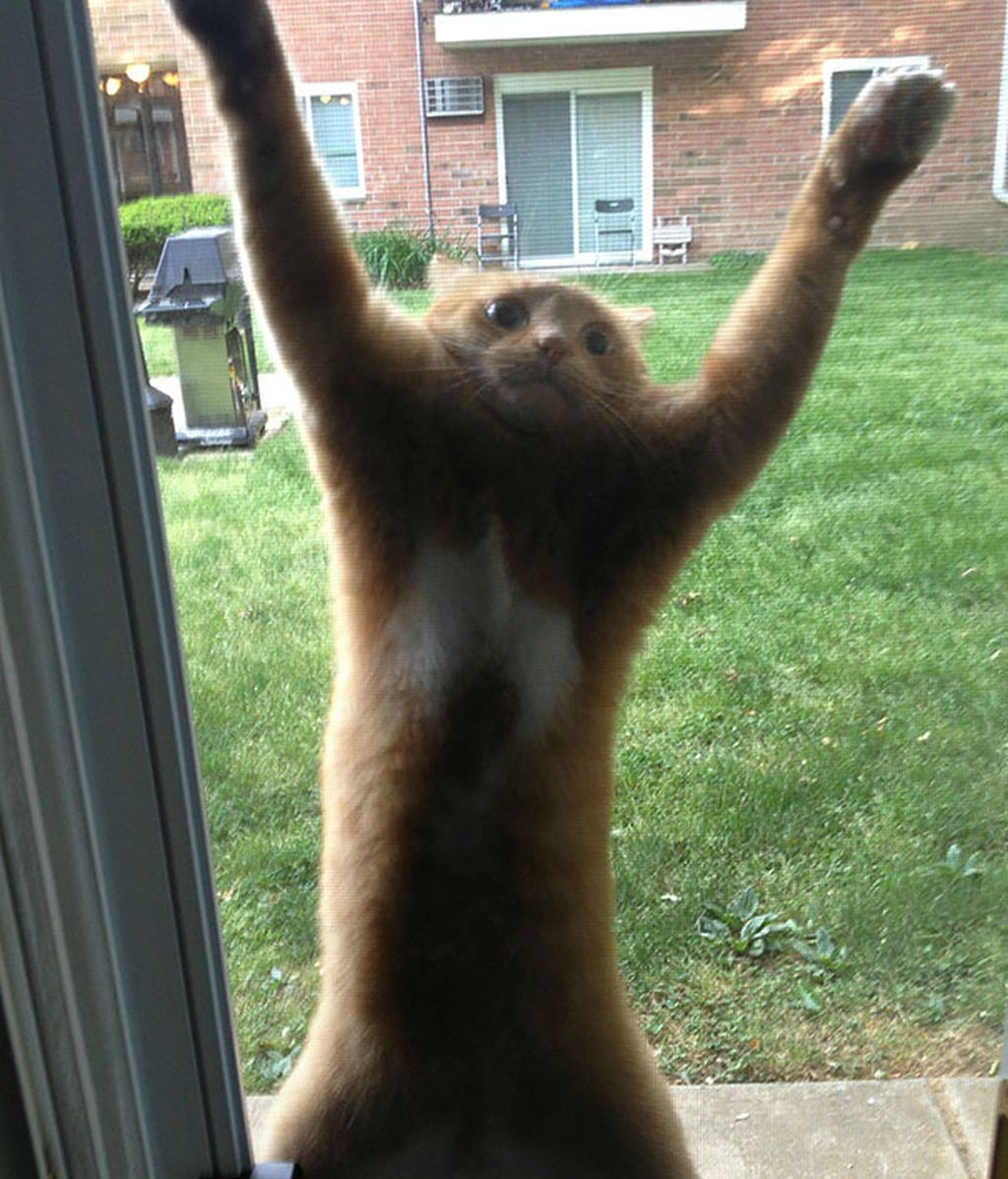 Este gatito necesita ayuda