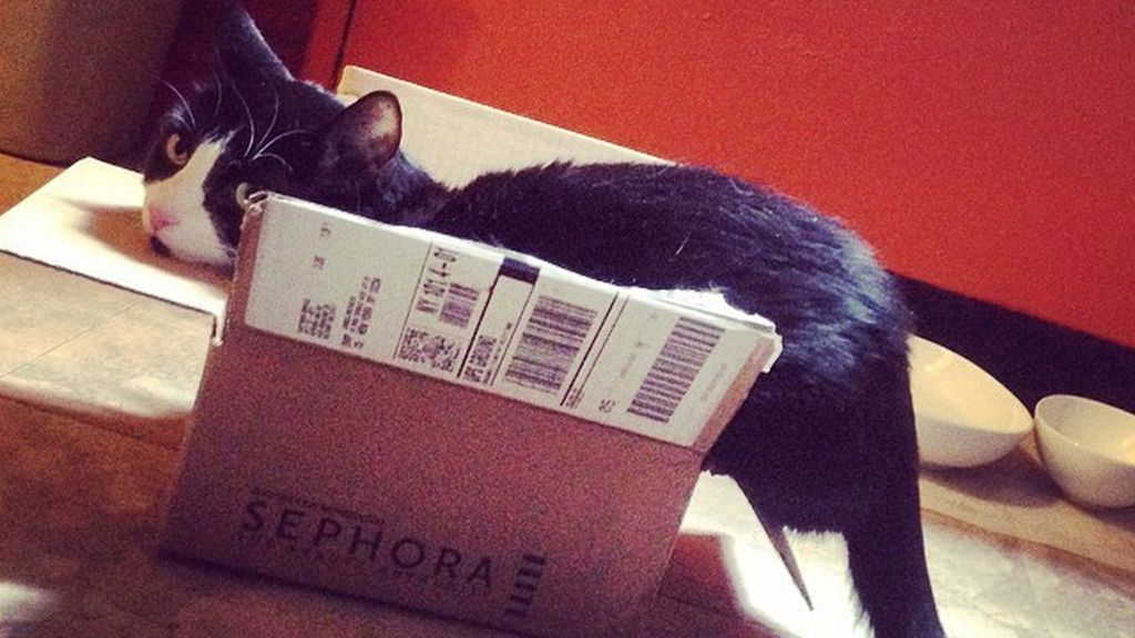 Los gatos se sienten seguros y cómodos cuando se esconden entre cartones