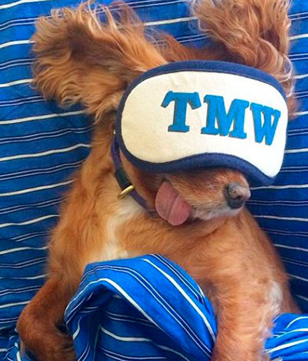 Los mejores momento de Brindis inmortalizados por su dueño