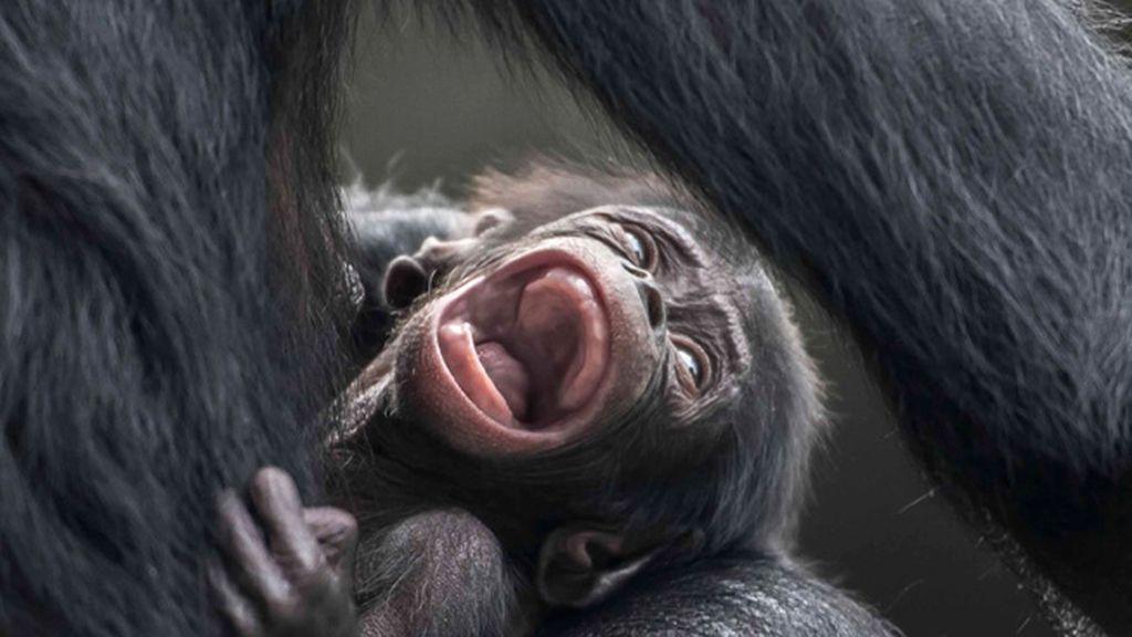 Retratos íntimos en el zoo