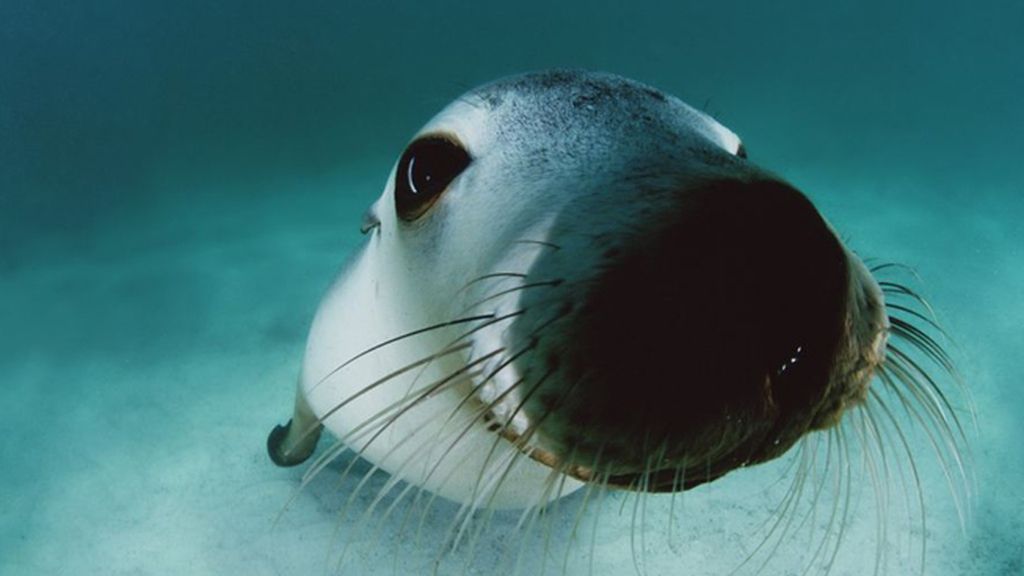 Un león marino en las islas Hopkins en el sur de Australia