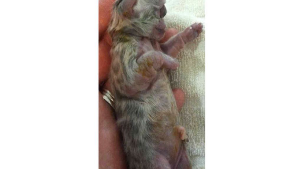 El gato que nació con un solo ojo