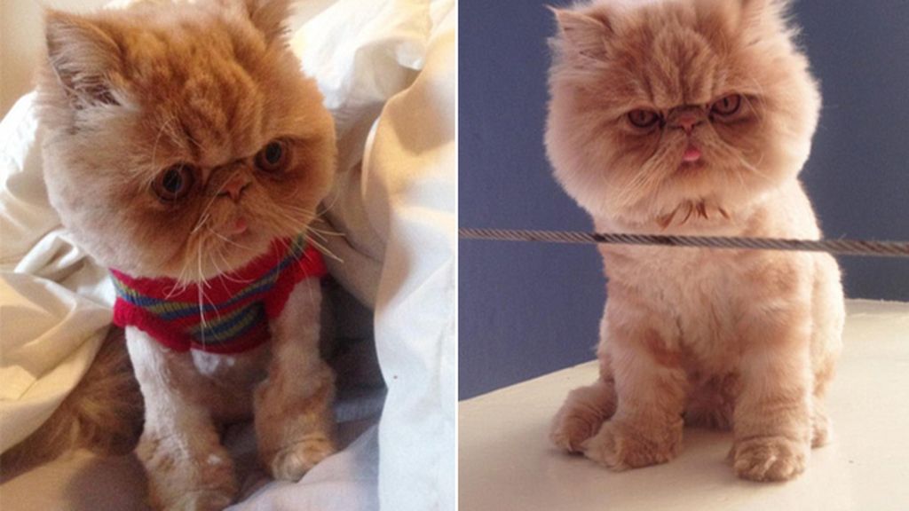 Un gato con una cara muy especial