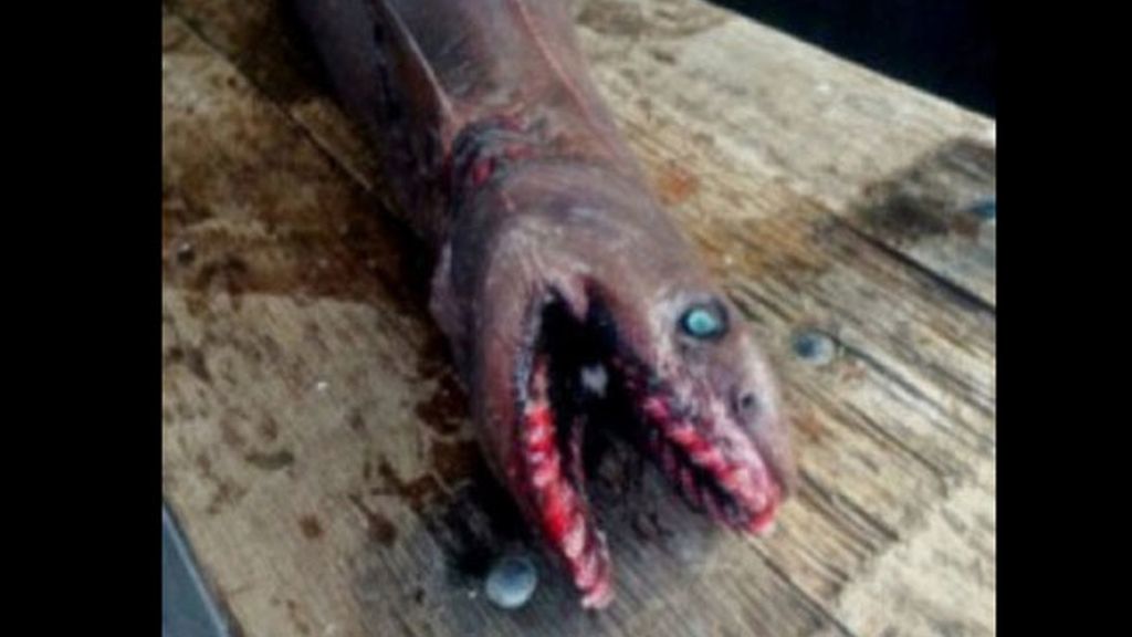 Es un tiburón anguila de dos metros de largo