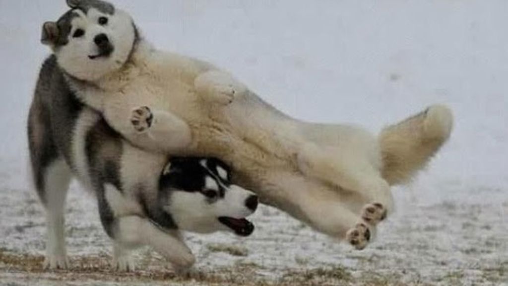 Animales estropeando fotos