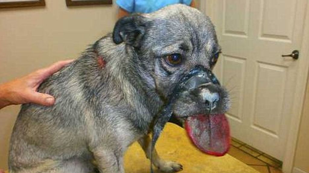 Estado en que fue encontrado el perro aullando aterrorizado por una calle de la localidad texana.