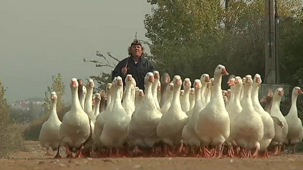 Jabalíes, ciervas, linces, burros, ocas y ponis... unos animales muy domésticos