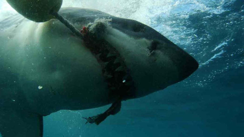 Tiburón Blanco: Expedición 10 de Jesús Calleja en Desafío Extremo